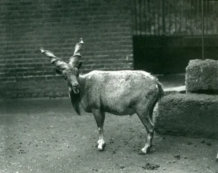 Ein Markhor im Londoner Zoo, Juni 1914